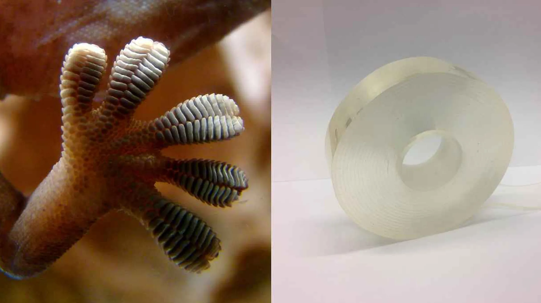 Gecko Feet & Futuristic Tape