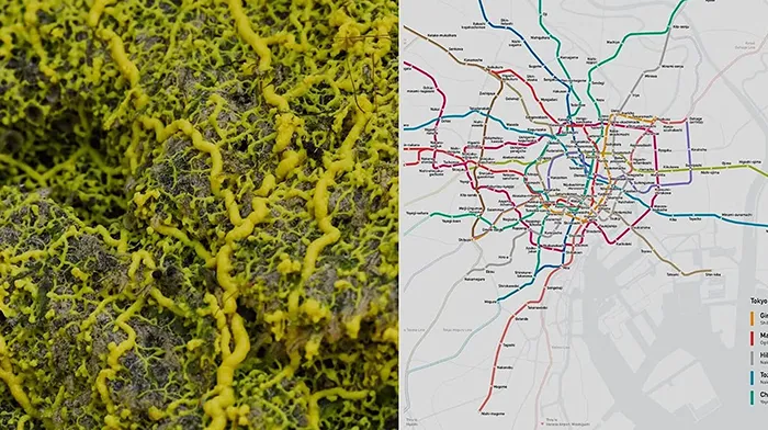 Slime Mold & the Tokyo Subway