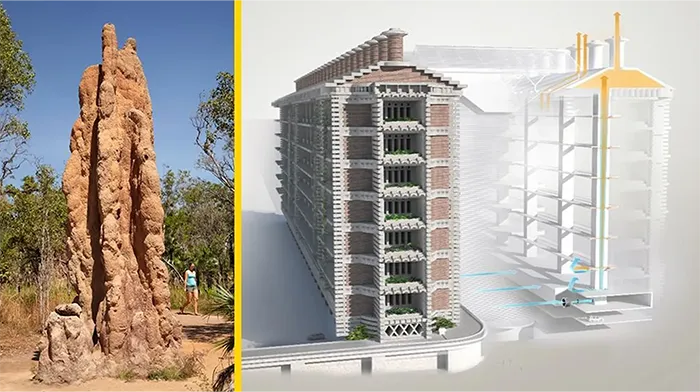 Termite Mounds & Eco Architecture